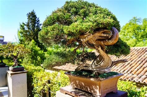 juniper bonsai tree position